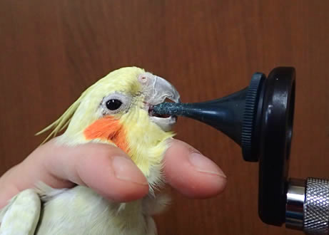 鳥の診察