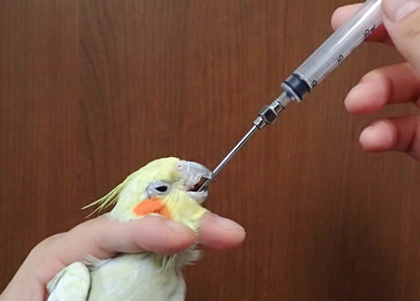 鳥の検査と治療