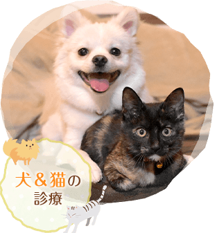 犬&猫の診療