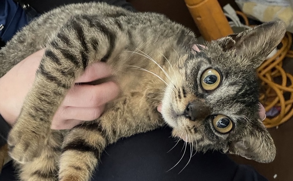 子猫里親募集